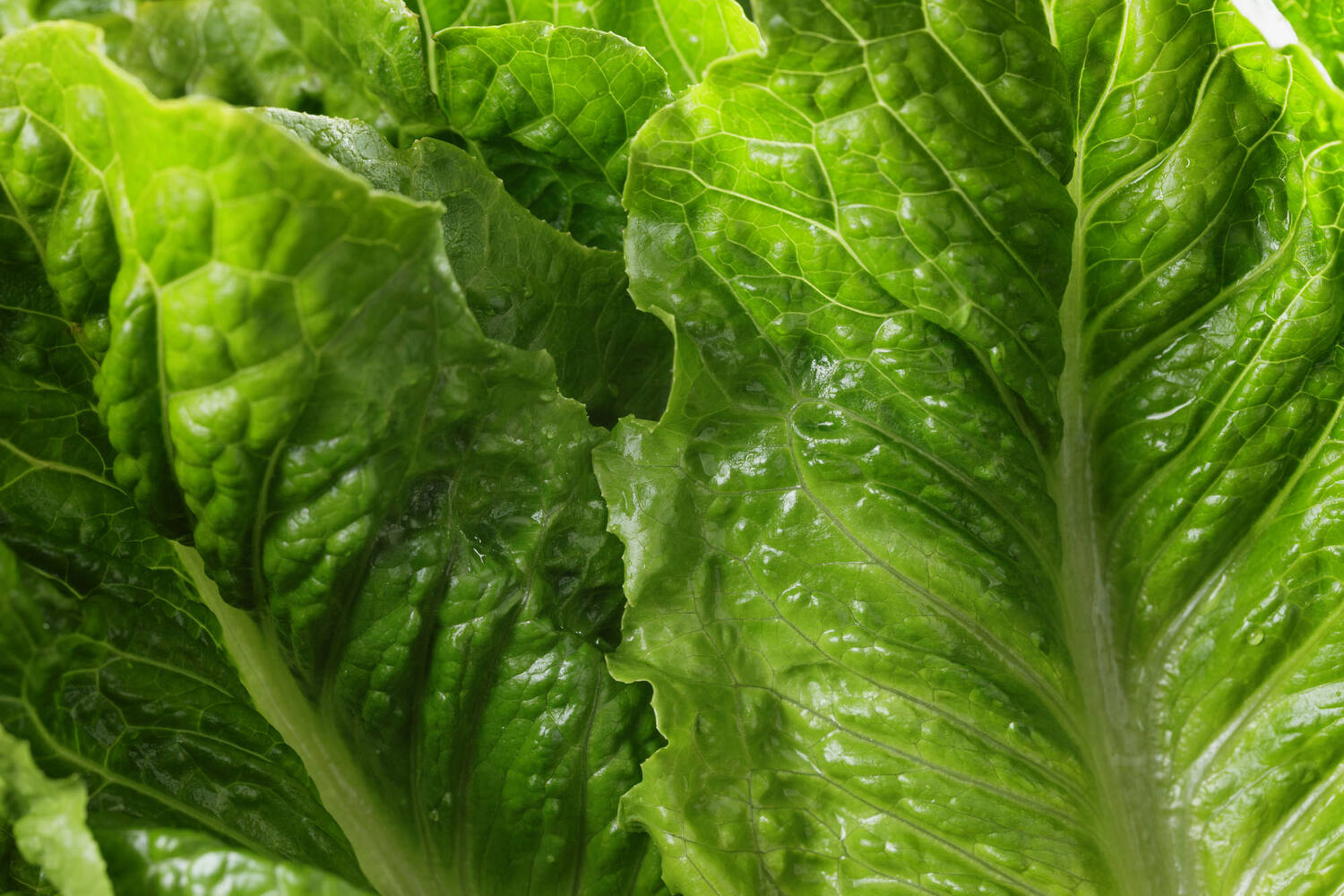 Romaine Lettuce piece